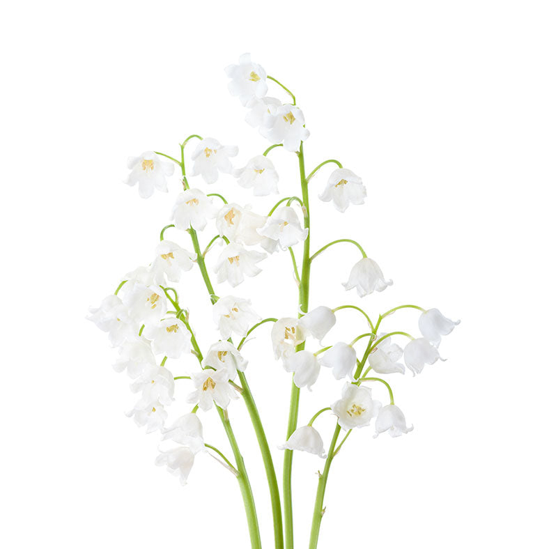 DAME SOLIFLORE Lily of the Valley Perfume