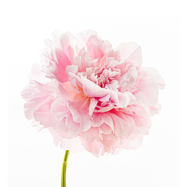 SOLIFLORE Peony