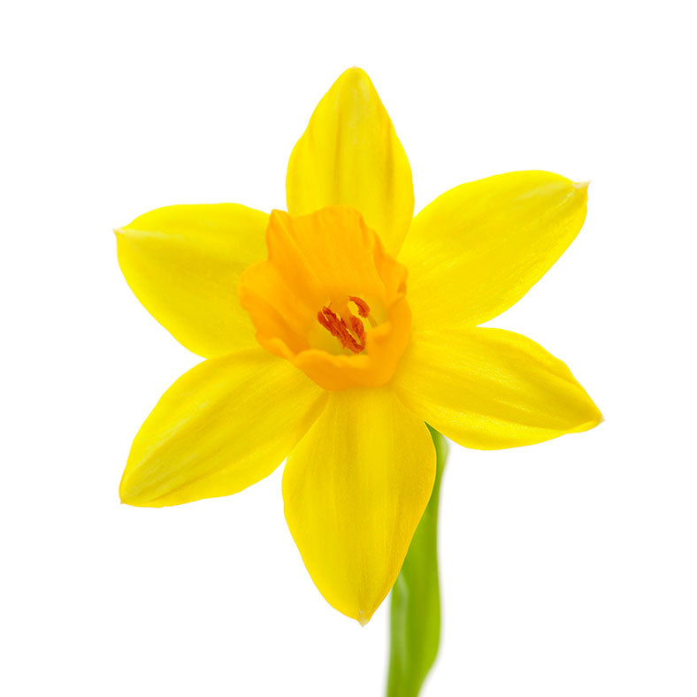 DAME SOLIFLORE Narcissus Perfume