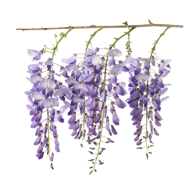 perfume wisteria Dame Perfumery SOLIFLORE Wisteria Eau de Toilette Spray 2.6 ml/0.09 fl oz –  DAME